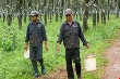 Lao đao vì ‘vàng trắng' mất giá